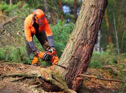 Best Leaf Removal  in San Lorenzo, CA