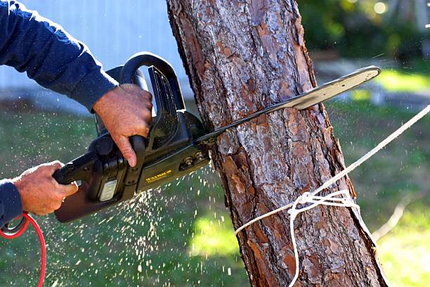 Best Utility Line Clearance  in San Lorenzo, CA