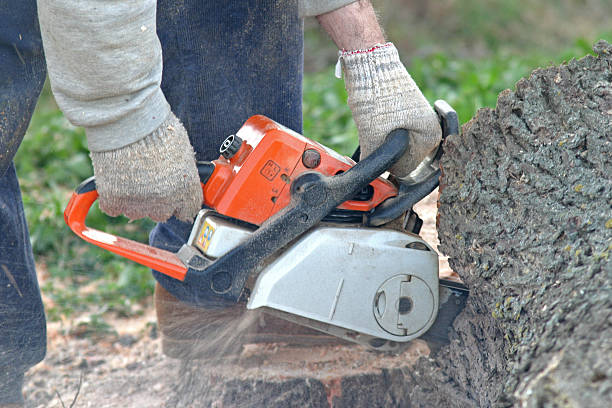 Best Tree and Shrub Care  in San Lorenzo, CA